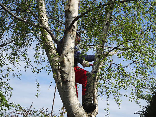 Best Tree Preservation Services  in Oakland Park, FL